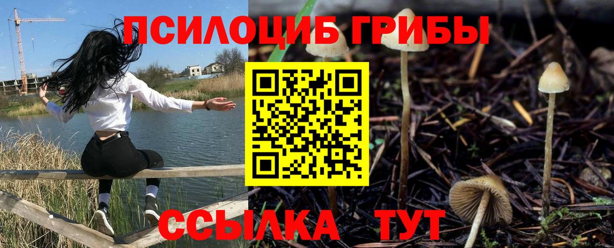Ефремов  Псилоцибиновые грибы Psilocybe  Вход с VPN 
